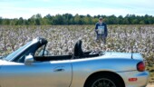 <b>Signs of Fall 03 - Cotton: </b>I'm standing in tall cotton. (10/22/18)