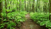Laurel Ridge Interpretative Trail