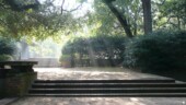 Garden Sunshine