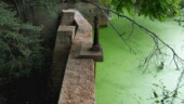 <b>Algae Pond - </b>September - We can catch glimpses of this pond from both the Low Country Ride and Palmetto Ride trails, but we never get real close. Today we found a narrow, hidden, un-mapped trail down to it and were surprised to find a dam and that the pond is covered in algae. (09/17/06) Algae Pond