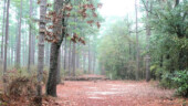 <b>To Fox Field - </b>The first picture I took of the day and as it turned out I started a mini theme. (01/03/09) To Fox Field