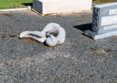 <b>Yet Another Cemetery Cache, This One in Memphis, TX</b> -This cache is called A Wife’s Revenge, the sculpture was placed on a roaming husband's grave by his widow. After not finding this one, both Donna and I felt like recreating this pose. (05/24/2018)