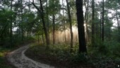 Walk In The Woods