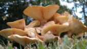 <b>Looking Up - </b>I took this picture in my backyard last November. My wife poked her head out the back door wondering where I was, only to find me flat on my belly taking pictures of a giant mushroom cluster that had popped up. I'm sure she was worried what the neighbors might be thinking when she asked exasperatingly, "What are you doing?" I of course answered, "Noothing..." (02/17/2004) Looking Up