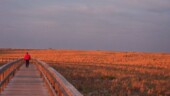 <b>New Smyrna Beach Boardwalk - </b>At the north end of town there is this mile and a half long elevated boardwalk. One side faces the ocean, one side an inlet and another the intercostal waterway. There are also about a half dozen spurs that come off of it that go to those areas. (11/21/06) New Smyrna Beach Boardwalk