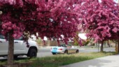 <b>Trees in Bloom:</b>We have been good little COVID-19 stay-at-home folks figuring we would wait to start the Challenge hunt once Oregon started easing up on restrictions. But the other day we noticed one challenge that we would have missed out on if we waited any longer, Trees in Bloom. It has been spring here for a couple of weeks and a lot of the trees are already dropping their blossoms for leaves, fortunately whatever these trees are, held out for us. (04/27/2020)