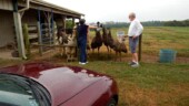 <b>Bonus 3 - Three Farm Animals (emus score more):</b> Third times a charm when it came to finding those pesky emus. (9/9/15) Bonus 3 - Three Farm Animals (emus score more)