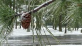 Ice day