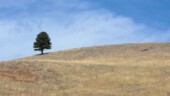 One Tree Hill