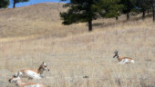 <b>Antelope Rest - </b>Along with the buffalo there were plenty of antelopes to see too. (04/13/09) Antelope Rest