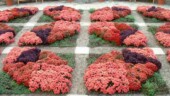 <b>Symmetry - </b>Photo of the "Quilt" Garden at the North Carolina Arboretum near Asheville last October. As a happy coincidence of our visit, they were having a Bonsai Exhibit inside and I took a bunch of pictures of tiny trees. As an unhappy coincidence, when I downloaded them, they were all blurry because I had the flash set wrong. (07/11/2003) Symmetry