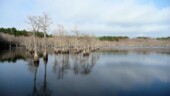 Mill Pond