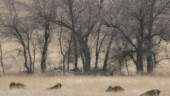 <b>Buffalo Rest - </b>I like this shot, looks like they are lurking in the grass waiting for unsuspecting tourists. (04/13/09) Buffalo Rest