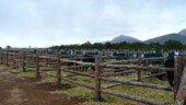 <b>Cows Are Ready - </b>The Waygu beef cattle are prepared as well. (04/17/09) Cows Are Ready