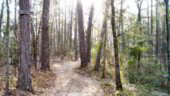 <b>Nimrod Lane - </b>Named for the great Civil War General Beauregard Nimrod who died in 1864 while either defending Aiken from the vile northern aggressors or from friendly fire after berating the beloved company mess sergeant because he felt his grits were undercooked. (03/24/07) Nimrod Lane