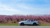 <b>Fruit Orchard: </b> A peach orchard again. In 2017 we needed an orchard as well and had planned on blossoms, but ended up later in the year with the fruit on the trees. So this year we snagged the blossoms. (3/2/19)