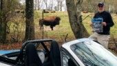 <b>Bison in a Field: </b>There are as many bison in this field as there were cows in our "Cow in a Field" photo, but apparently bison are not nearly as curious as cows as this group just continued to laze about and generally ignore us. (3/29/2018)