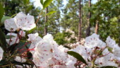 <b>Kalmias - </b>May - There is a subdivision in town called Kalmia Hills and I have always wondered where that name came from. Well as it turns out, the Kalmia is a flowering bush that is native to this area. I found this out when a co-worker asked me if we had noticed that the kalmia was blooming in Hitchcock Woods. After I said no, I asked where. Donna and I made a point of heading to that trail the following weekend. Yikes. There is one section that is blanketed by the bush with dense white flowers. (05/14/06) Kalmias