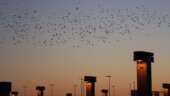 Birds