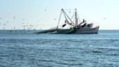<b>Cap't Dan's Shrimp Boat - </b> Anyway, like I was sayin', shrimp is the fruit of the sea. You can barbecue it, boil it, broil it, bake it, saute it. Dey's uh, shrimp-kabobs, shrimp creole, shrimp gumbo. Pan fried, deep fried, stir-fried. There's pineapple shrimp, lemon shrimp, coconut shrimp, pepper shrimp, shrimp soup, shrimp stew, shrimp salad, shrimp and potatoes, shrimp burger, shrimp sandwich. That- that's about it. (11/20/06) Cap't Dan's Shrimp Boat