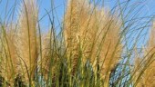 <b>Blossom - </b>These are the blossoms of a very popular ornamental plant here in South Carolina called Pampas Grass. The first time my mother visited us, she fell in love with the look and wanted some for her yard. We sent her a plant when she got home and it blossomed once towards the end of summer. Over the winter the plant died, apparently the Connecticut climate is not temperate enough to grow this stuff. (09/10/2004) Blossom
