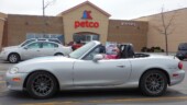 <b>Pet Shop: </b>This is the only Pet Shop in our fair city. (03/29/20)