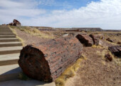 <b>Tree Stairs</b> - These stairs had to have been artfully made that way because there is no way they are as old as this petrified tree. (05/22/2018)
