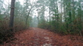 <b>To Dove Field - </b>This is the last picture I took today as it was time to put the camera away, it had started to rain. (01/03/09) To Dove Field