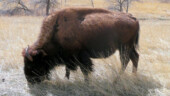 <b>Buffalo Graze - </b>For the first 20 minutes of the drive we were beginning to think the road was misnamed, but turns out it wasn't. (04/13/09) Buffalo Graze