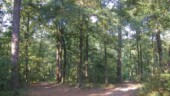 <b>July/August 2005 - </b>Although we have quite a bit of warm weather left to come our way, it has finally cooled enough so that mornings will let us go for a hike in the woods again, so for the first time in a couple months we did. This picture is very similar to June's shot except for the angle of the sun, so we are going to call this July and August's photo and will try and get back for a September one later this month. (09/04/2005) July/August 2005