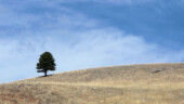 <b>Lone Tree - </b>It could use some friends. (04/13/09) Lone Tree