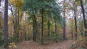 <b>November 2004 - </b>Autumn has reached Aiken. I would say our leaves are just past their peak, they are certainly falling off the oaks and hickories in my front yard. (11/20/2004) November 2004