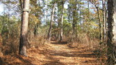 <b>1977 Burn - </b>One of Donna and my favorite paths from our normal entrance point to deep into the woods. So named, I'm guessing, because it was the boundary of a much larger than usual underbrush burning in the year 1977. (01/07/06) 1977 Burn