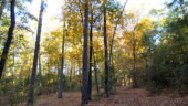 <b>Morgan Cut - </b>October - The leaves are just begining to change on the trees here along Morgan Cut. This wide trail is named Morgan Cut after baseball Hall of Famer Joe Morgan who is an avid horseman and has a home here in Aiken. OK, I just made that up, it is probably named for Thomas Hitchcock's mistress or stable lad or forrester. (10/29/06) Morgan Cut