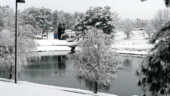<b>Duck Pond</b> Duck-Pond