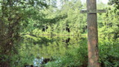 <b>Black Gum Pond - </b> Could be named for the dark water or the surrounding trees. (07/09/11) Black Gum Pond