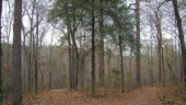 <b>December 2004 - </b>A lot less leaves on the trees than just a month ago. It was also a cloudy day compared to last month's sunny one, so the leaves on the ground look a different color than in November's shot. (12/20/2004) December 2004