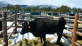 <b>Twenty K Cow? - </b>I'm not sure what this cow went for, but last year the top selling bull went for considerably more than $20k. (04/18/09) Twenty K Cow