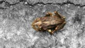 <b>Fragile - </b>Just two days ago we had a down pour and since then the temperatures have been in the lower 90's. Maybe this poor fellow wandered off too far from the pond and got baked here in the parking lot. Or heavy rains like we had the other day can be called, using a colorful euphemism, frog stranglers and that is just what happened. Either way, the life of a frog can be a fragile thing. (06/23/2005) Fragile