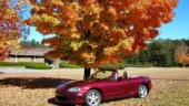 <b>Flaming Tree - </b>On the front lawn of the Aiken Standard are several of these Maple trees that are glorious in the fall. Having failed in an earlier attempt at an autumnal background with a trip to the western SC Mountains, turns out just around the corner wasn't too bad. Flaming Tree