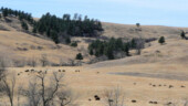 <b>Buffalo Roam - </b>After leaving Crazy Horse we drove the wildlife loop of Custer State Park. (04/13/09) Buffalo Roam