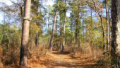 <b>1977 Burn - </b>January - One of Donna and my favorite paths from our normal entrance point to deep into the woods. So named, I'm guessing, because it was the boundary of a much larger than usual underbrush burning in the year 1977. (01/07/06) 1977 Burn