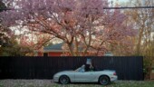<b>Signs of Spring 01 - Magnolia Tree Blossoms: </b>I know some of you folks are still getting your Winter photos, if even out and about at all, but the unseasonably warm past couple of days have brought out the spring blooms. The magnolias are usually first and the Bradford Pears are starting to show as well as the early azaleas. The dogwoods won't be too far behind. (2/21/18)