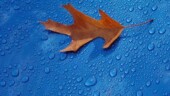<b>Change of Season - </b>How I tell it is changing from summer to fall cannot be photographed. My wife and I like it cold for sleeping, so the thermostat is set to 70 degrees from 9:00 PM until 4:00 AM and it keeps the AC cranking. When we get out of bed in the morning it is still quite cool in the house. Autumn is here the first day I walk outside to get the paper at 6:00 in the morning and it feels colder outside than it does inside. Here is the next best thing, falling leaves, or in this case leaf. (09/18/2003) Change of Season