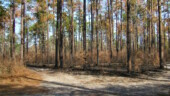 <b>2006 Burn - </b>March - Here at the corner of Fox Field Loop and, ironically, 1977 Burn, is where they did a little controlled burning this winter. I may remember to take another picture here later in the summer so we can see the results. (03/12/06) 2006 Burn