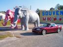 Pachyderms on Parade