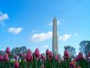 Washington Monument