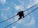 Monkey on a Wire