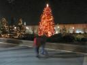 Augusta's Christmas Tree on the Commons