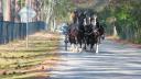 Horse Drawn Carriage